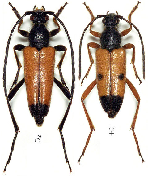 Stictoleptura heydeni