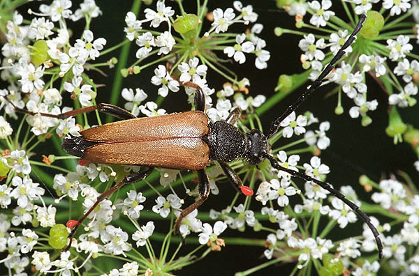 Stictoleptura rubra