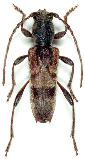 Anaglyptus gibbosus