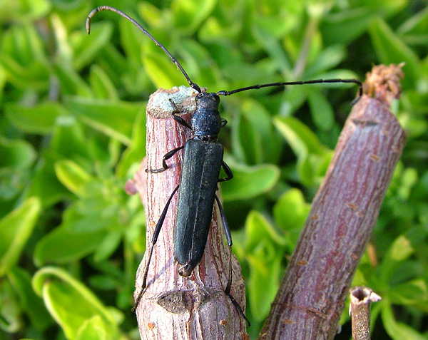 Osphranteria coerulescens inaurata