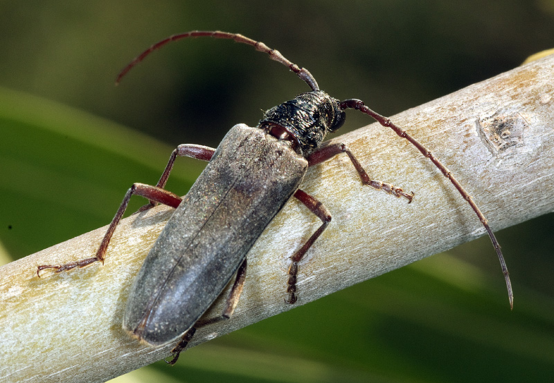 Derolus mauritanicus