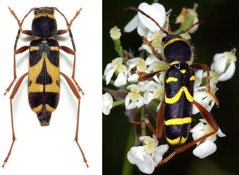 Clytus arietis arietis