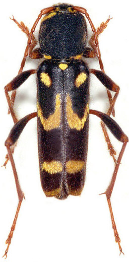 Clytus gulekanus