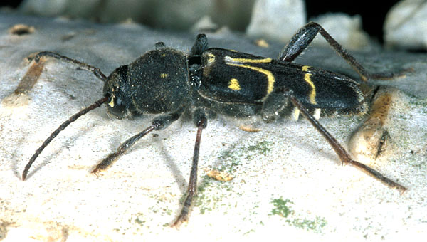 Xylotrechus capricornus