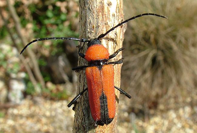 Purpuricenus interscapillatus nabateus