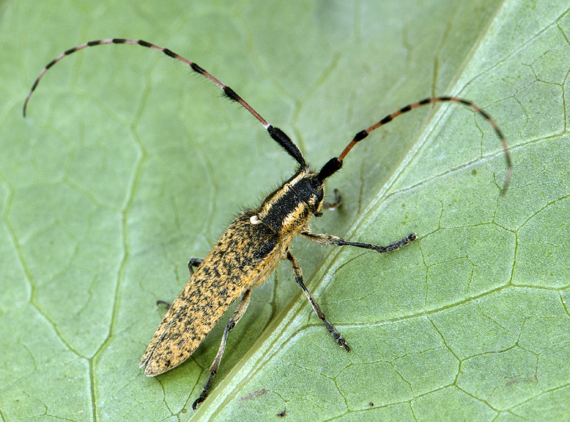 Agapanthia dahli persica