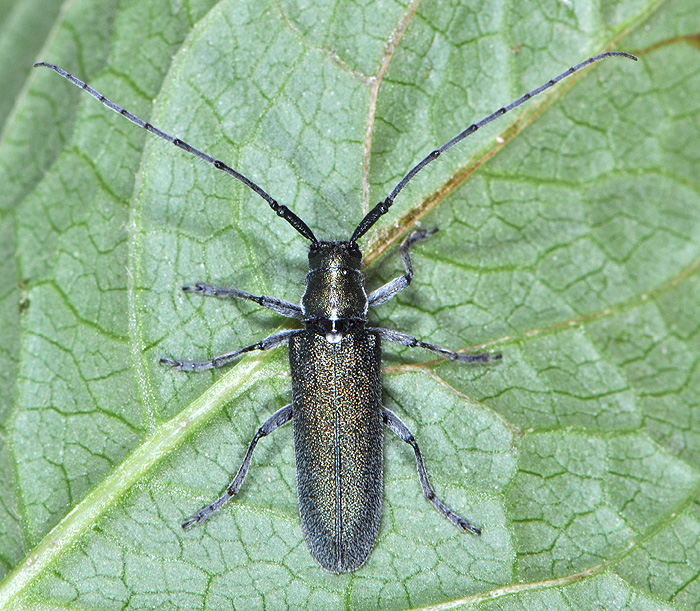 Agapanthia chalybaea