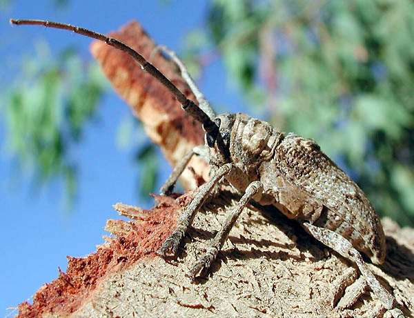 Crossotus subocellatus