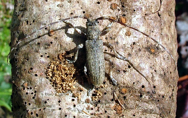 Deroplia schurmanni