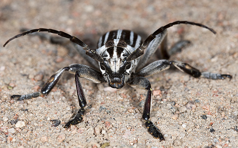 Dorcadion grande - male