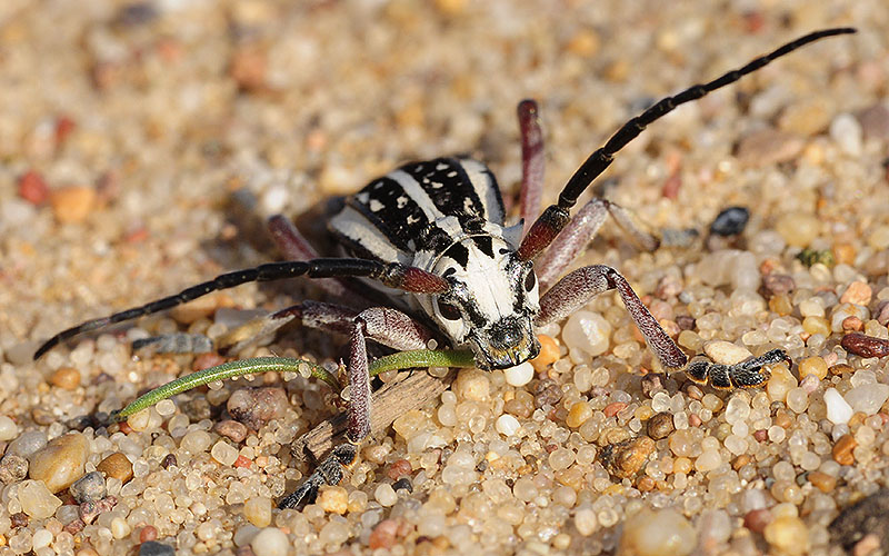 Dorcadion irinae