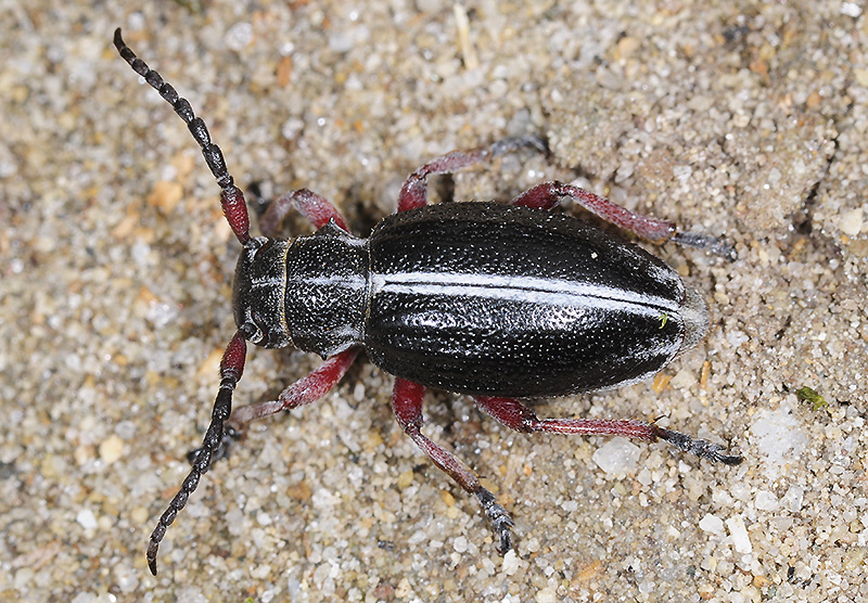 Dorcadion gallipolitanum atritarse