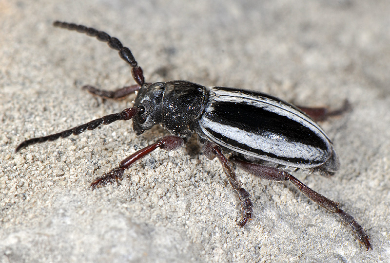 Dorcadion nitidum