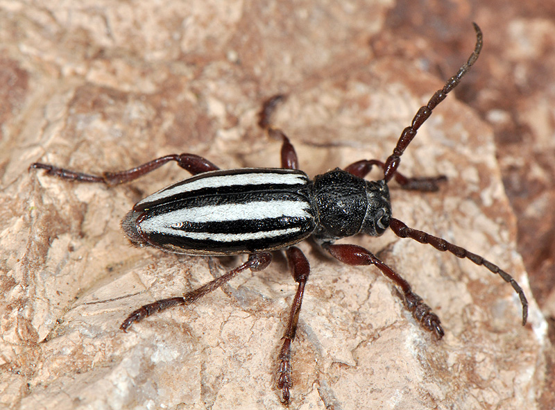 Dorcadion wagneri