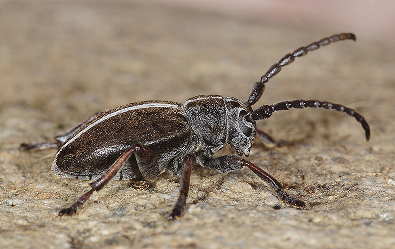 Dorcadion xerophilum