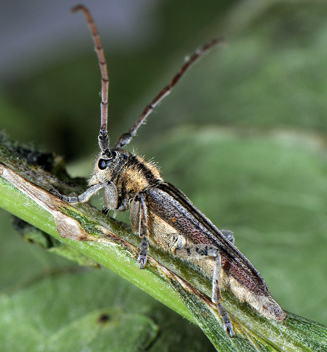 Phytoecia speciosa