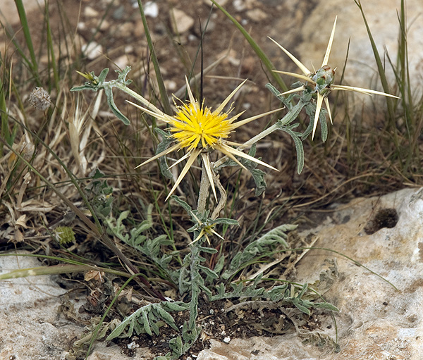 Centaurea hyalolepis