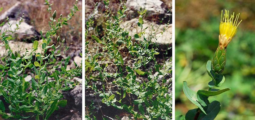 Klasea cerinthifolia