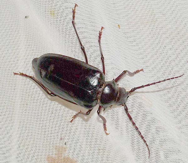 Mesoprionus persicus