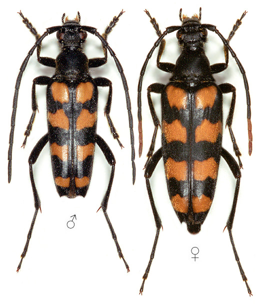 Leptura quadrifasciata