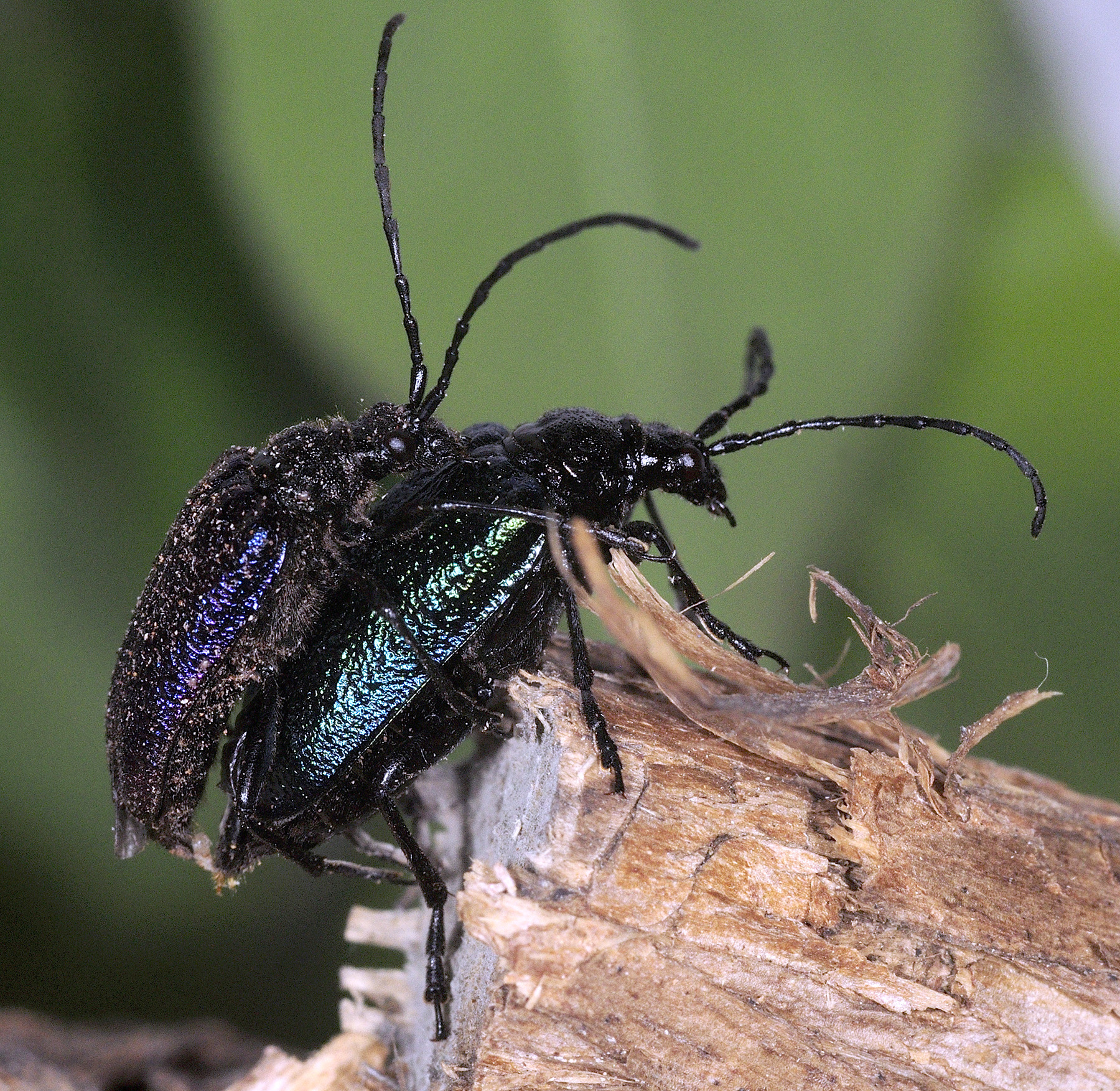 Pseudogaurotina excellens