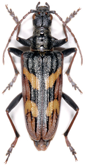 Rhagium bifasciatum