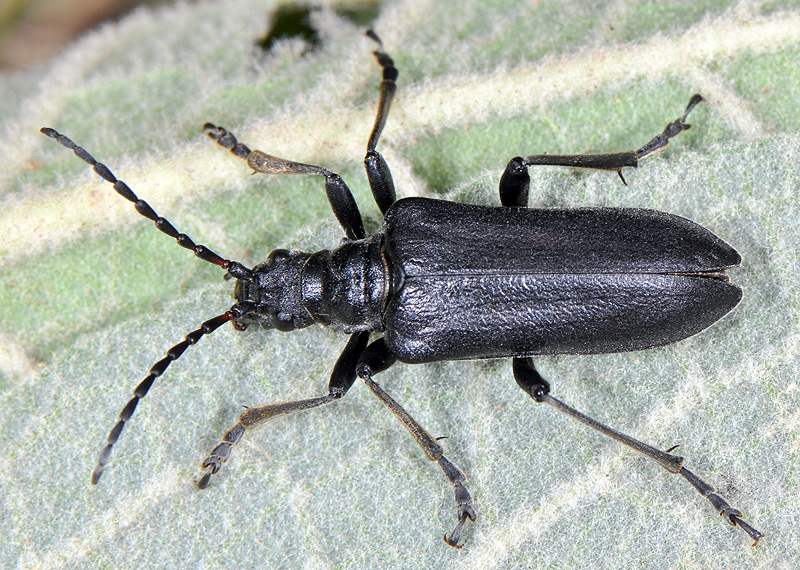 Stenocorus vittidorsum