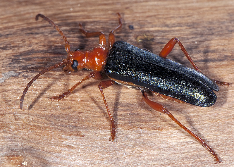 Rhamnusium bicolor bicolor