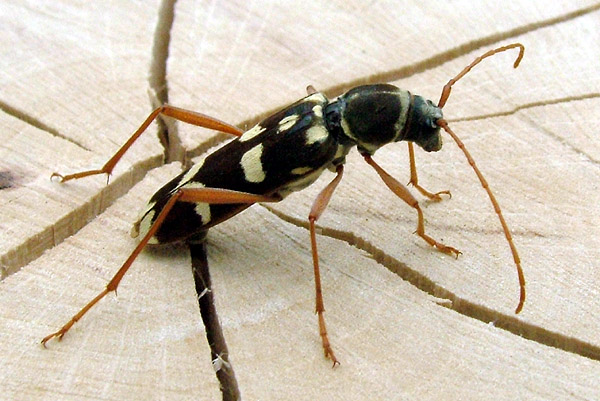 Isotomus comptus maculicollis