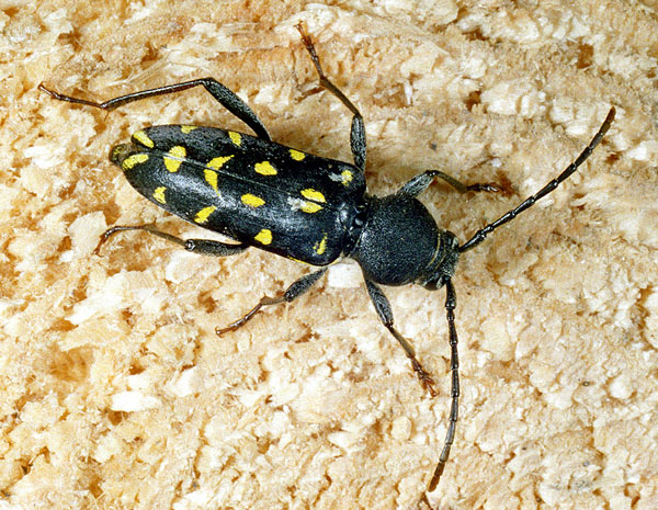 Plagionotus arcuatus lugubris