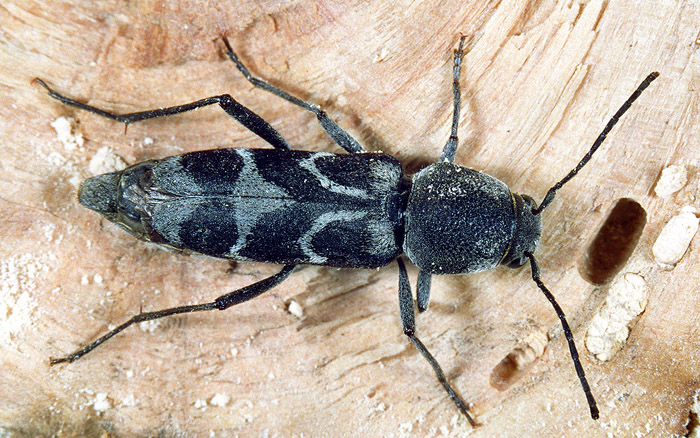 Pseudosphegesthes cinerea