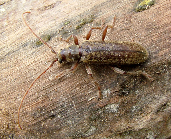 Blabinotus spinicollis