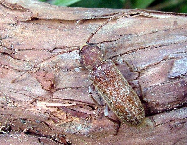 Trichoferus antonioui