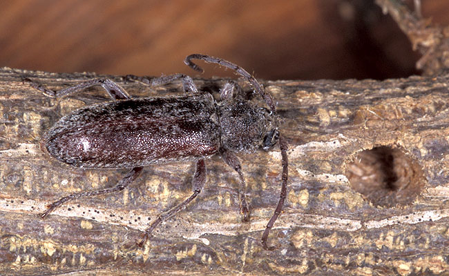 Trichoferus spartii