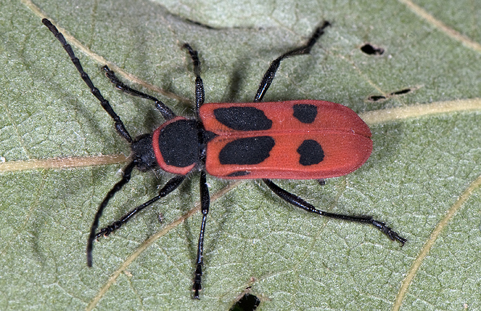 Calchaenesthes primis