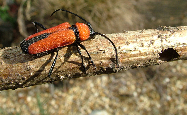 Purpuricenus interscapillatus nabateus