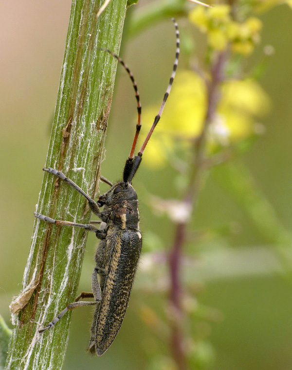 Agapanthia angelicae