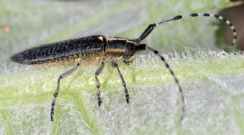 Agapanthia lederi