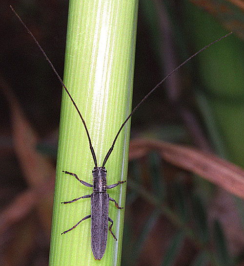 Calamobius filum