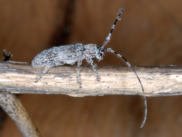 Deroplia albida