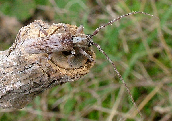 Deroplia niveopicta