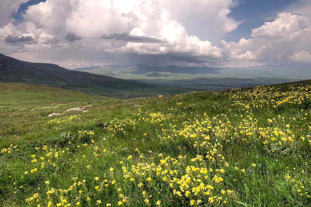 typical habitat