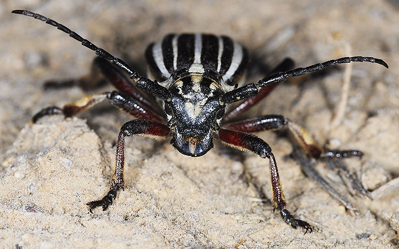 Dorcadion archarlense female