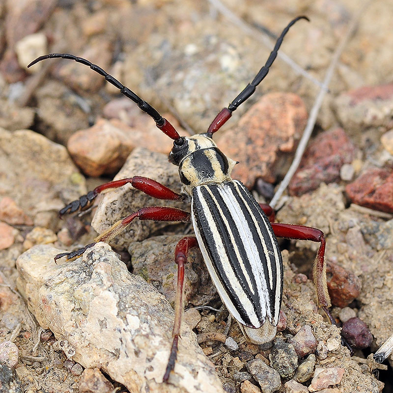 Dorcadion balchashense balchashense male