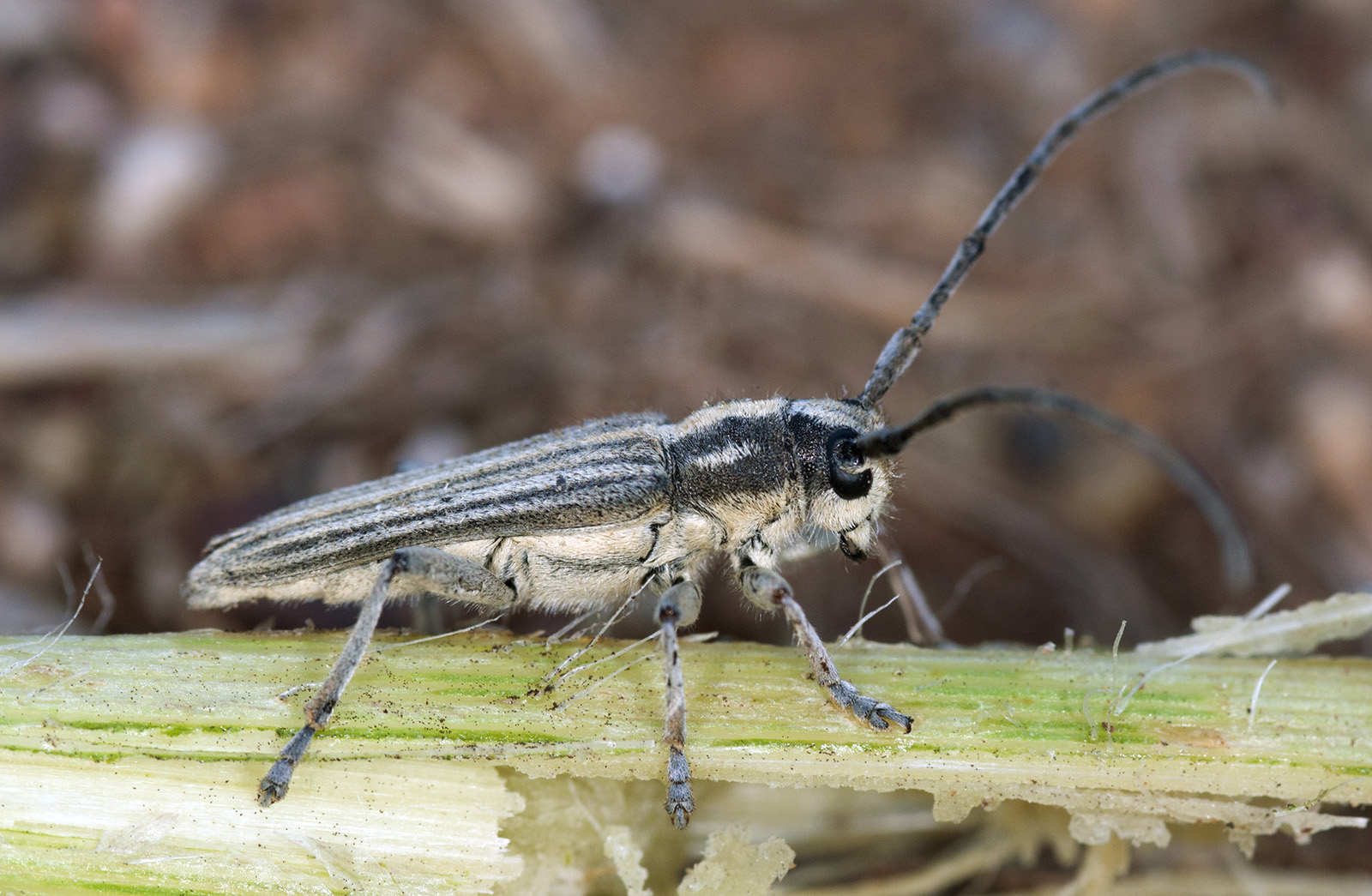 Phytoecia luteovittigera