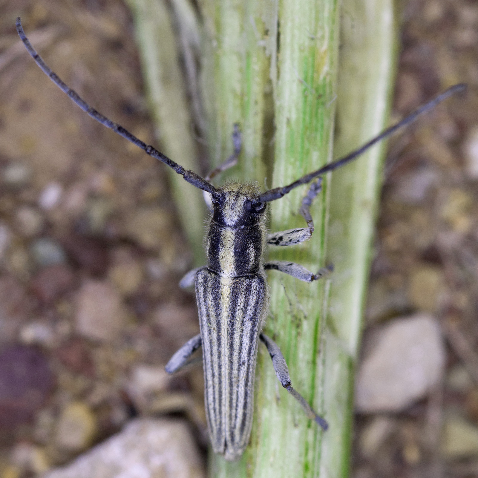 Phytoecia luteovittigera