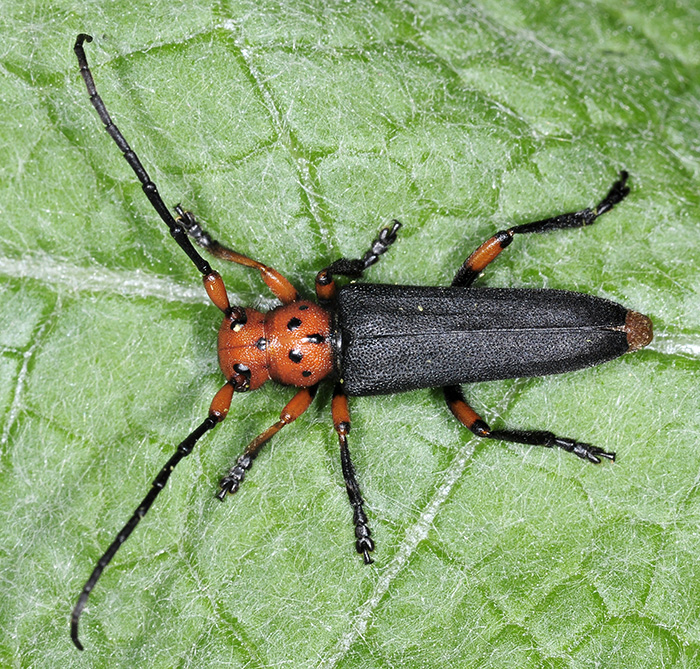 Phytoecia puncticollis puncticollis