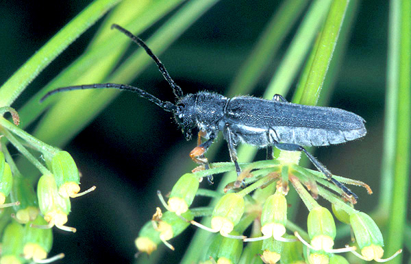 Phytoecia cylindrica