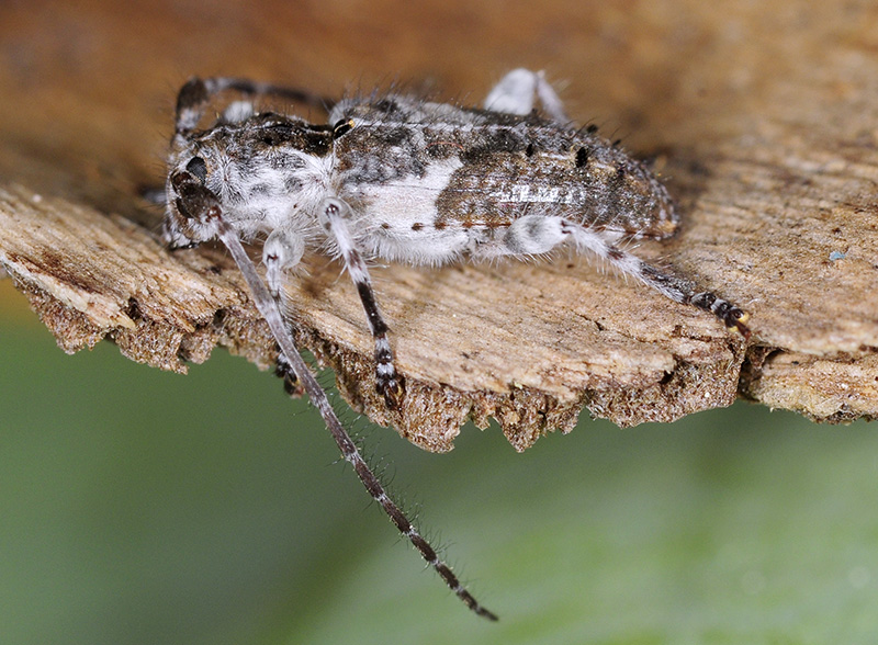 Pogonocherus perroudi perroudi