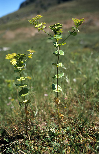 Bupleurum sp.